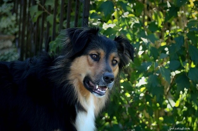 Top Dog Harnesses for Comfort, Control, and Safety