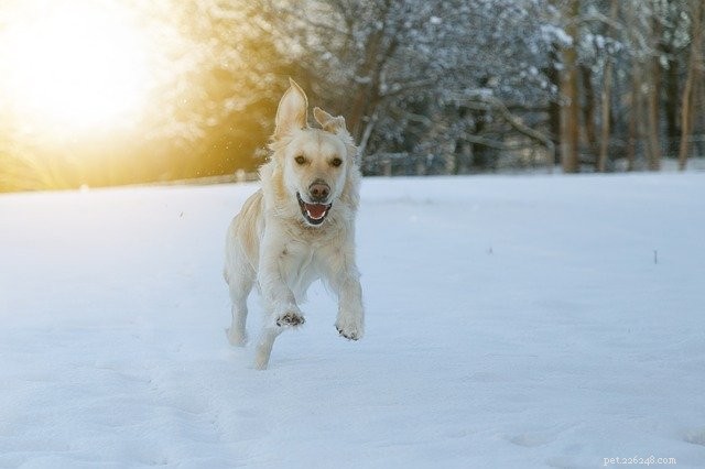 Top Dog Harnesses for Comfort, Control, and Safety