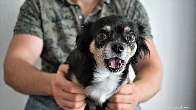 Decoding Your Dog s Emotions: A Guide to Better Communication