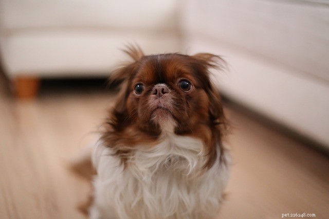 Decoding Your Dog s Emotions: A Guide to Better Communication
