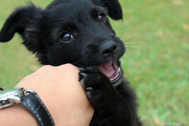 Top Dog Harnesses for Comfort, Control, and Safety