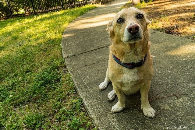 Decoding Your Dog s Emotions: A Guide to Better Communication