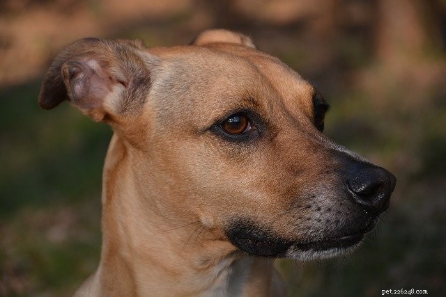 Decoding Your Dog s Emotions: A Guide to Better Communication