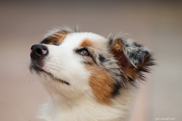 10 Expert Tips to Accelerate Your Puppy s House-Training