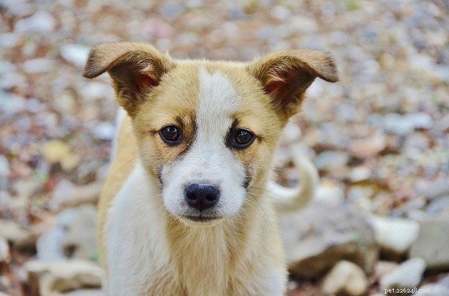 10 Expert Tips to Accelerate Your Puppy s House-Training