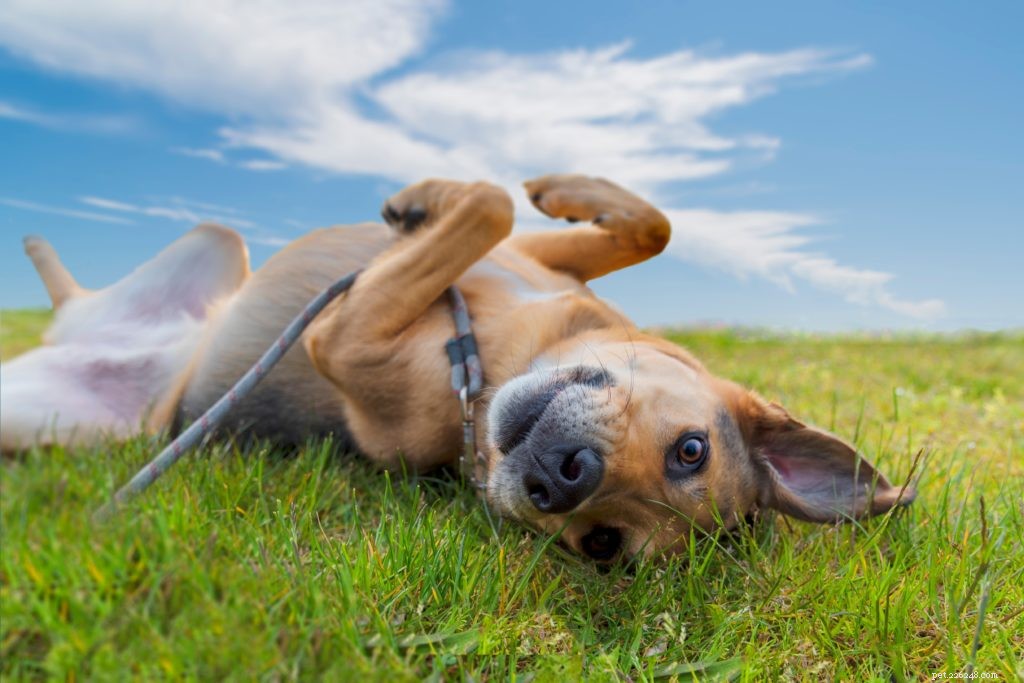 Summer Vacation? Here’s How to Ease Your Pet’s Travel Anxiety