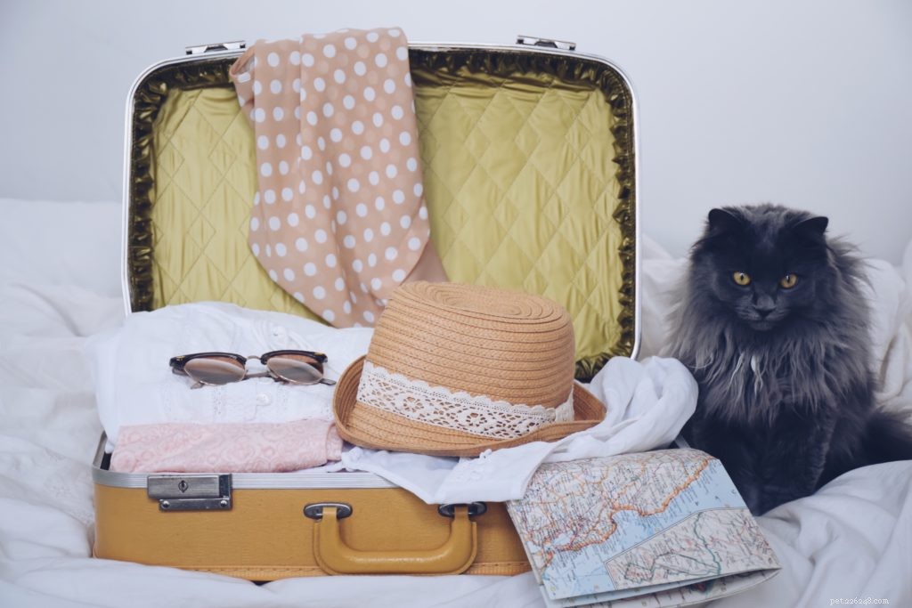 Summer Vacation? Here’s How to Ease Your Pet’s Travel Anxiety