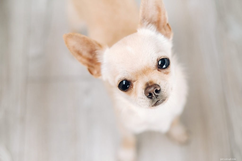 Summer Vacation? Here’s How to Ease Your Pet’s Travel Anxiety