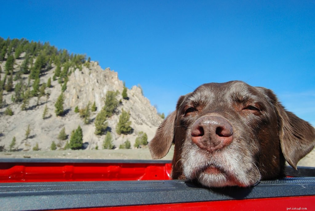 Top Healthy Habits to Keep Your Senior Dog Happy and Fit