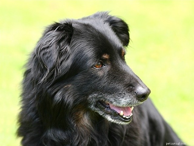 Top Healthy Habits to Keep Your Senior Dog Happy and Fit