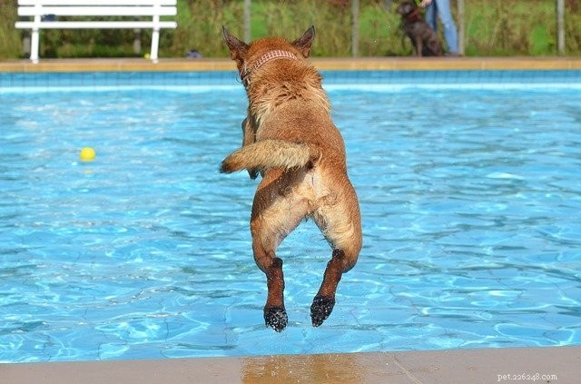 July: National Pet Hydration Awareness Month – Keep Your Pets Healthy