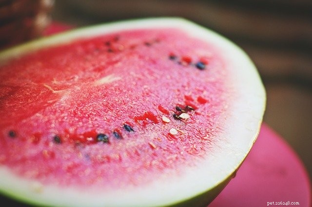 Cool and Healthy Summer Snacks to Keep Your Dog Refreshed