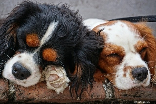 Dr. Aziza Explains Why Dogs Eat Grass and Answers Your Top Pet Questions