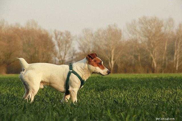 Cool and Healthy Summer Snacks to Keep Your Dog Refreshed