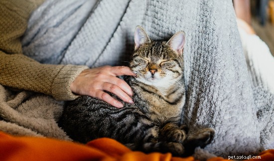 Fostering FAQ: Your Complete Guide to Becoming a Trusted Pet Foster Parent