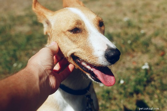 Fostering FAQ: Your Complete Guide to Becoming a Trusted Pet Foster Parent