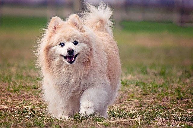 Seasonal Allergies in Pets: Symptoms, Prevention, and Care Tips