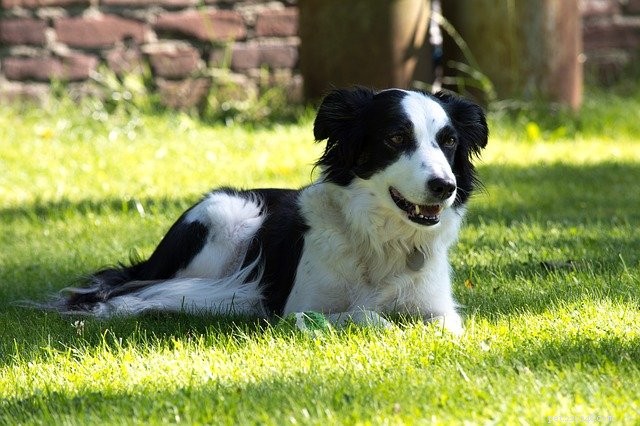 Seasonal Allergies in Pets: Symptoms, Prevention, and Care Tips
