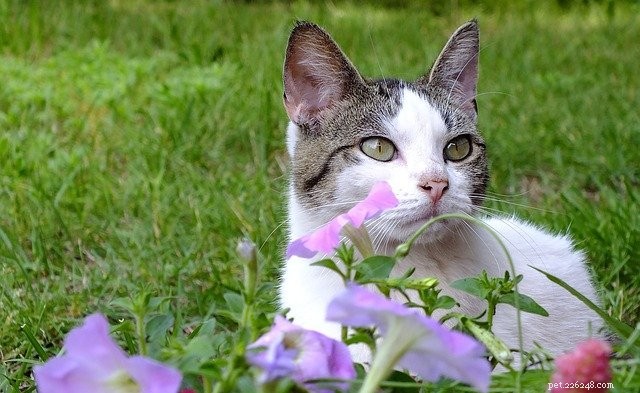 Seasonal Allergies in Pets: Symptoms, Prevention, and Care Tips