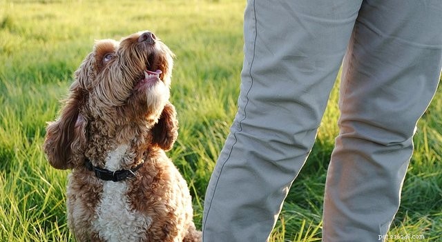 Seasonal Allergies in Pets: Symptoms, Prevention, and Care Tips