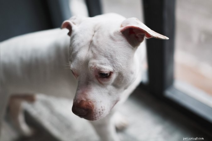 Effective Strategies to Calm an Anxious Pet