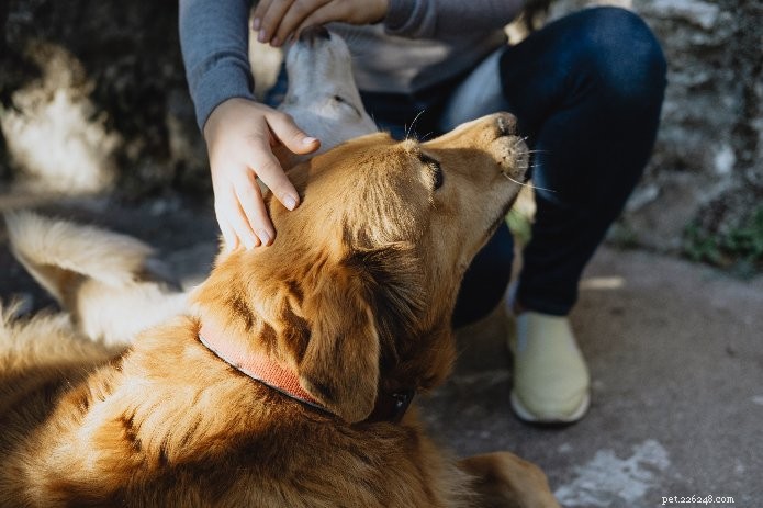 Effective Strategies to Calm an Anxious Pet