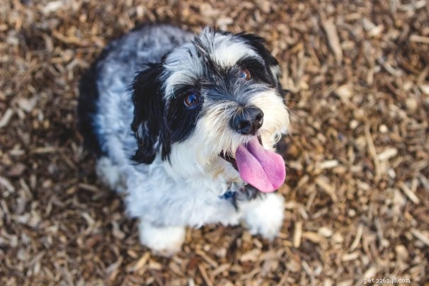 Expert‑Recommended Chicken‑Free Dog Food Recipes: Healthy, Allergen‑Free Options
