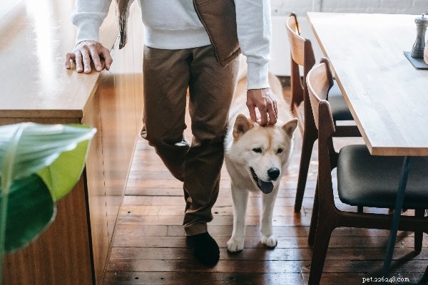 Expert‑Recommended Chicken‑Free Dog Food Recipes: Healthy, Allergen‑Free Options