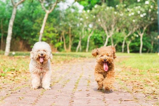 Effective Strategies to Calm an Anxious Pet