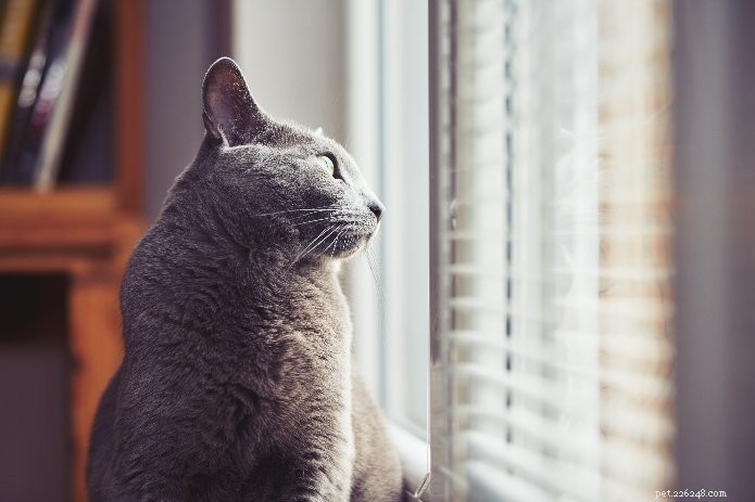 Effective Strategies to Calm an Anxious Pet