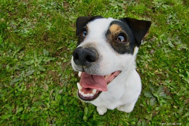 Veterinary Pro Dr. Aziza Shares Expert Pet Care Tips for World Veterinary Day