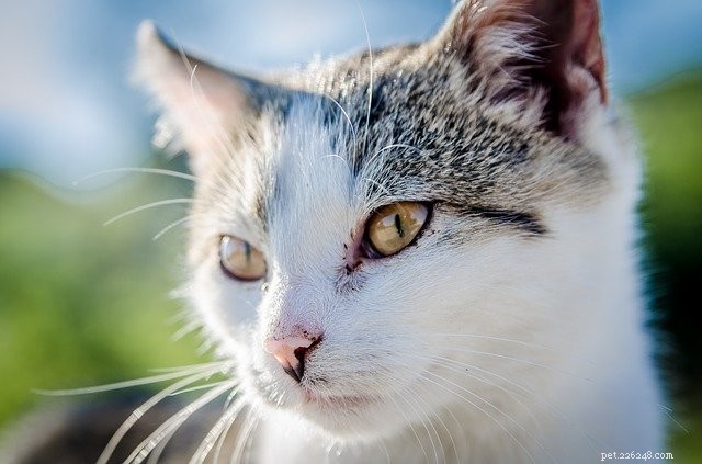 Veterinary Pro Dr. Aziza Shares Expert Pet Care Tips for World Veterinary Day