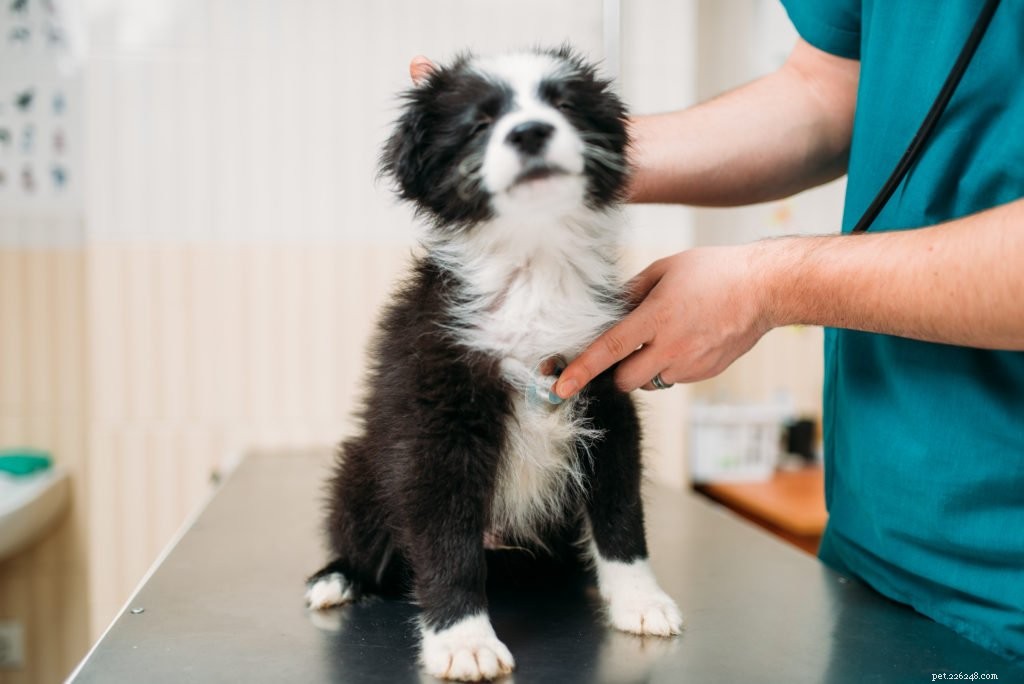 Understanding Why Your Dog Licks Its Paws—and How to Stop It