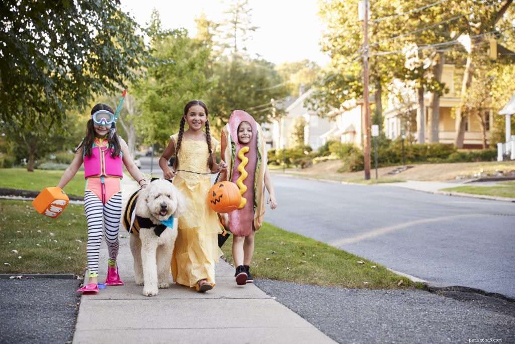 Is Chocolate Safe for Dogs? Expert Answers for Halloween Treats