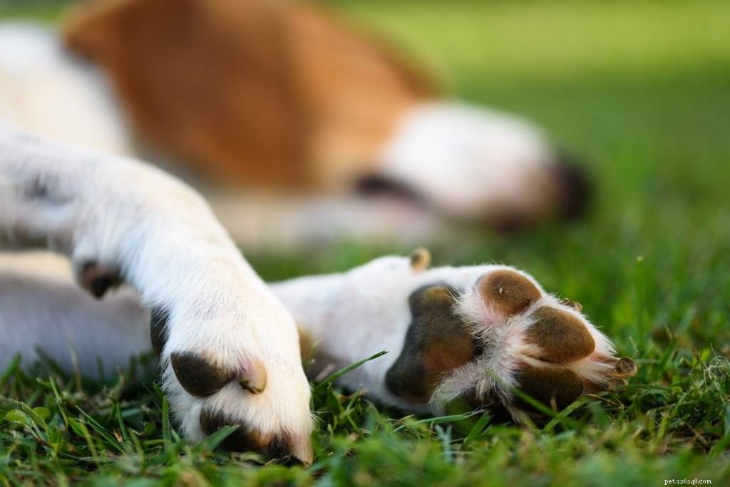 Understanding Why Your Dog Licks Its Paws—and How to Stop It