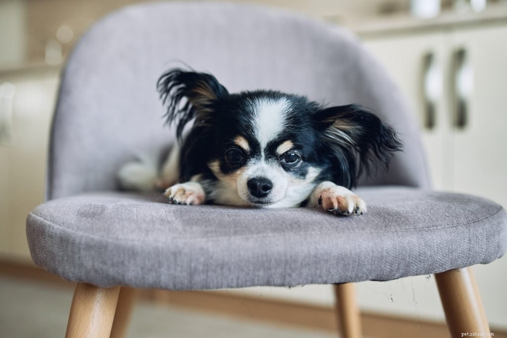 Why Monitoring Your Dog’s Water Intake Is Crucial