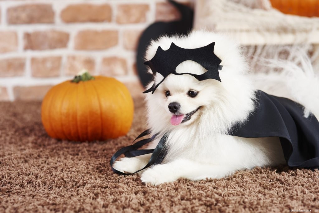 Is Chocolate Safe for Dogs? Expert Answers for Halloween Treats