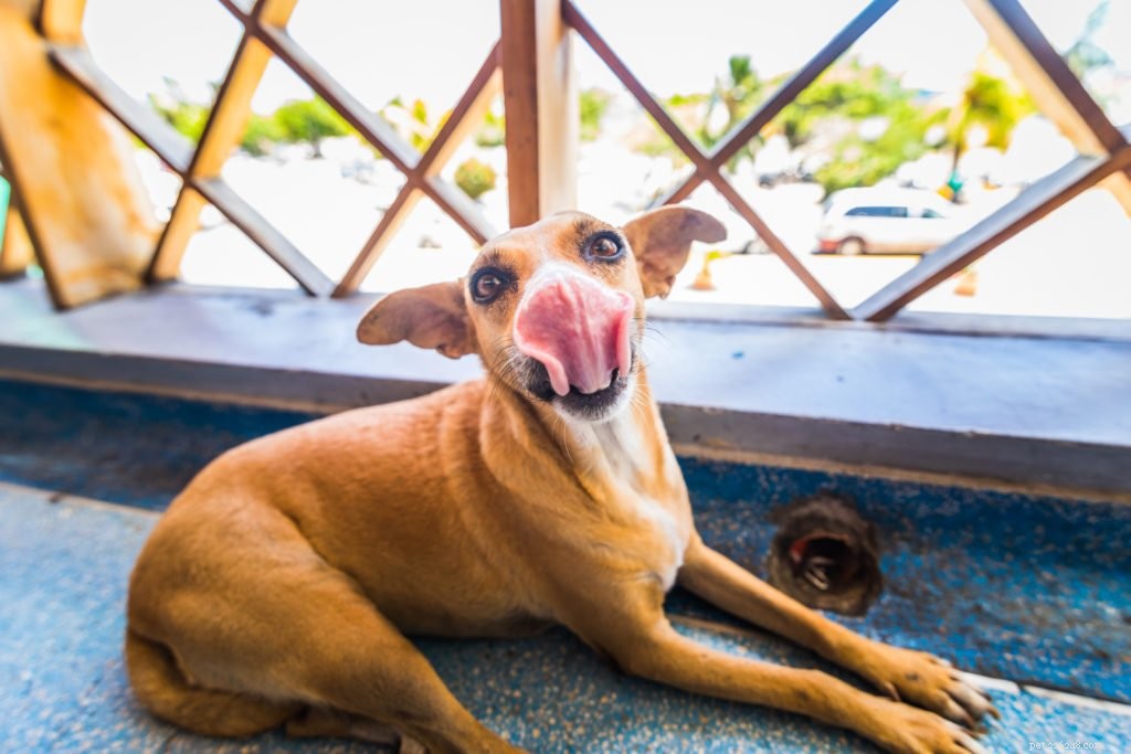 Why Monitoring Your Dog’s Water Intake Is Crucial
