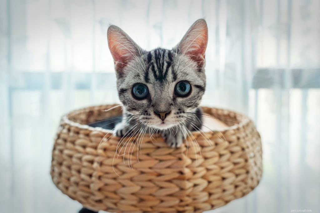Top Viral Pet Products of 2021: Must‑Have Gadgets for Your Furry Friend