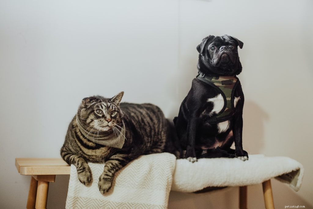Top Viral Pet Products of 2021: Must‑Have Gadgets for Your Furry Friend