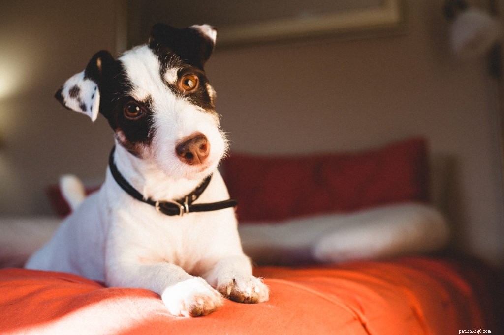 Top Viral Pet Products of 2021: Must‑Have Gadgets for Your Furry Friend