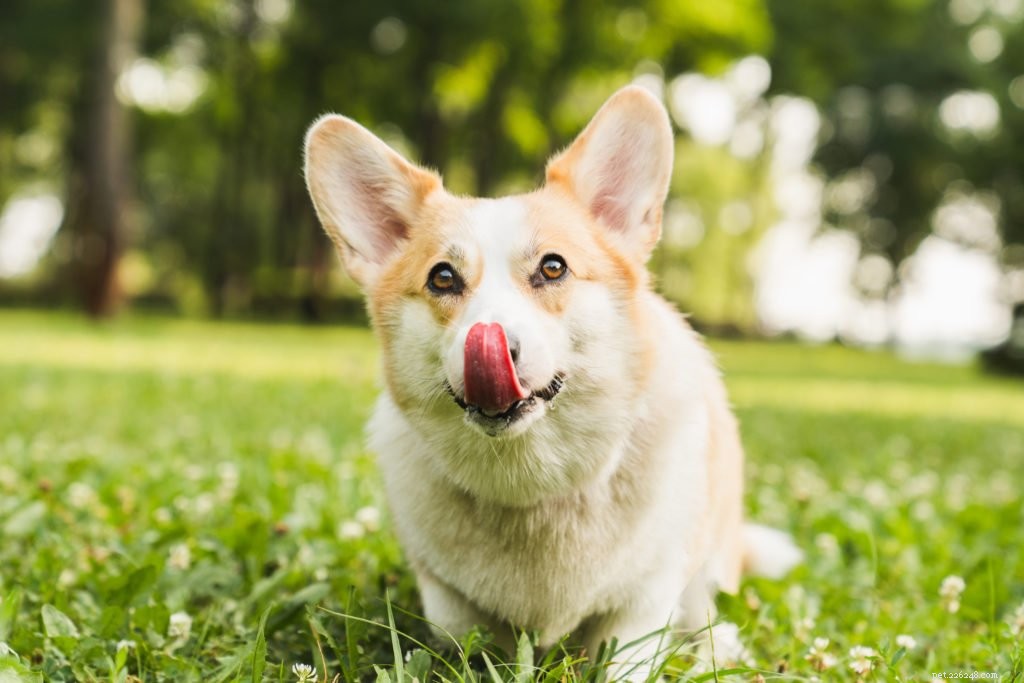 How to Stop Your Dog From Eating Too Quickly and Overeating