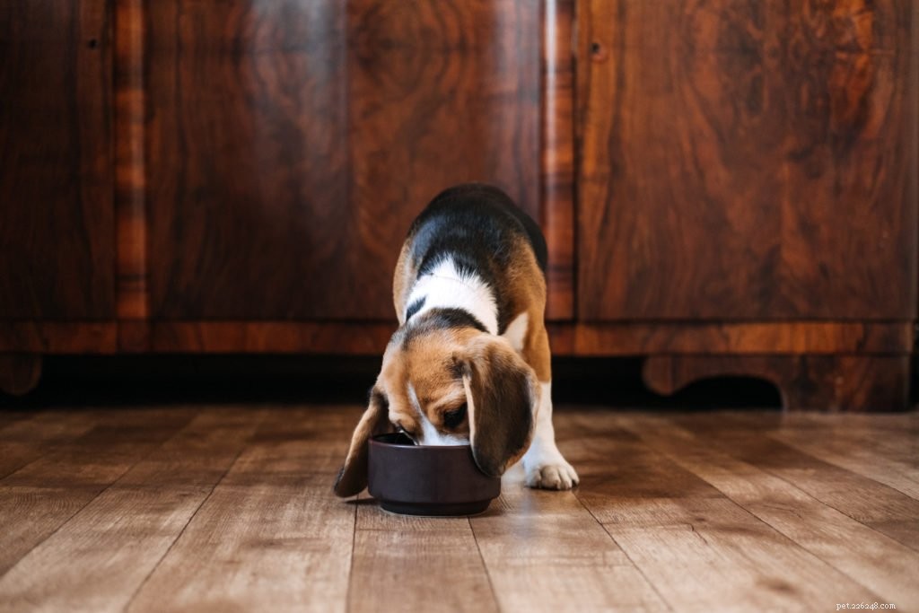 How to Stop Your Dog From Eating Too Quickly and Overeating