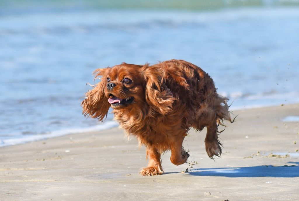 Boost Your Dog’s Fitness: Expert Tips for a Revitalized Exercise Routine