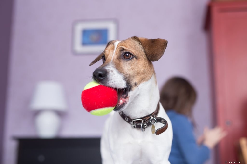 Boost Your Dog’s Fitness: Expert Tips for a Revitalized Exercise Routine