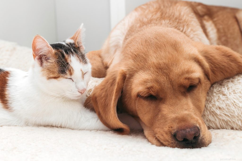 Support Our Fresh Start Campaign: Transform Rescue Pets into Trusted Companions