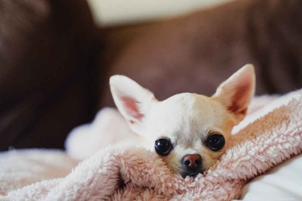 Supporting Your Pet During the Return to the Office: Tips for a Smooth Transition