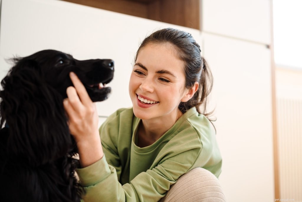 Design a Feeding Plan that Matches Your Dog’s Size, Energy, and Lifestyle