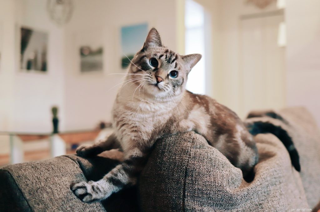 Supporting Your Pet During the Return to the Office: Tips for a Smooth Transition