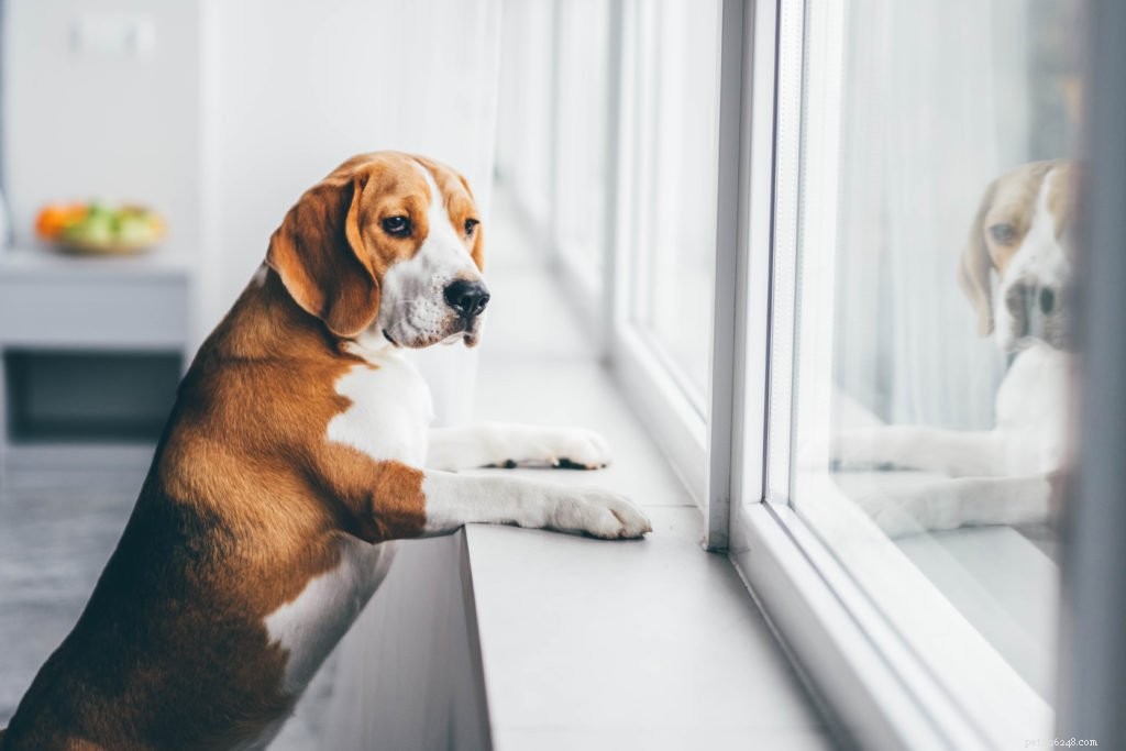 Supporting Your Pet During the Return to the Office: Tips for a Smooth Transition